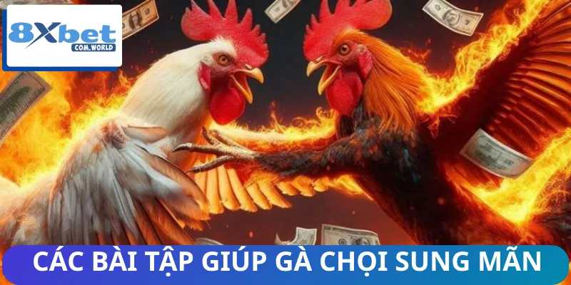 Cách Tập Luyện Cho Gà Chọi Chuẩn Để Gà Chiến Đấu Tốt Hơn 2 Hướng dẫn từng cách để luyện gà chọi