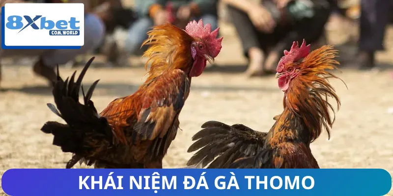 Đá Gà Thomo | Thánh Địa Của Những Chiến Kê Máu Lửa 1 Định nghĩa về đá gà Thomo cho dân chơi dễ hiểu